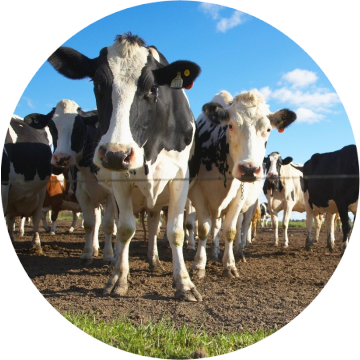 agropodnikání sshlfrydlant